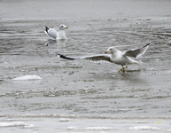 Ring Billed Gulls 6273
